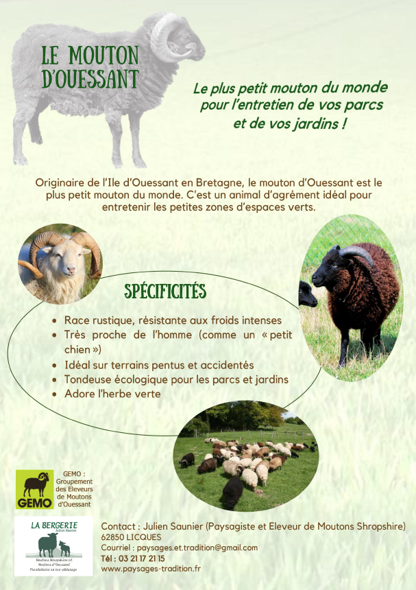 Mouton d'Ouessant